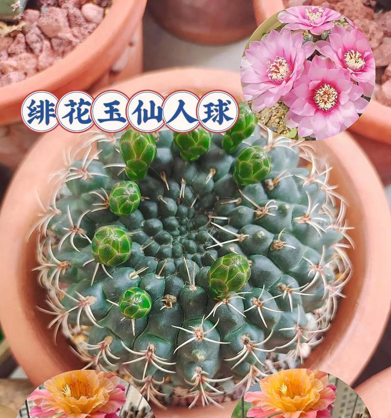 竹炭土种植仙人球的步骤是什么？