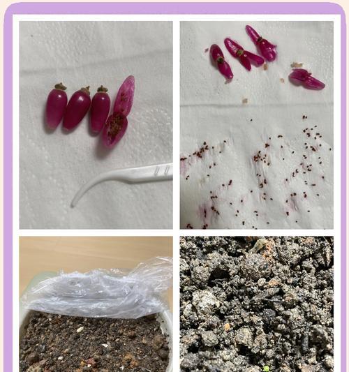 竹炭土种植仙人球的步骤是什么？