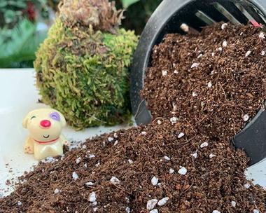 玫瑰花土壤需要什么肥料？哪种肥料最适合家用？