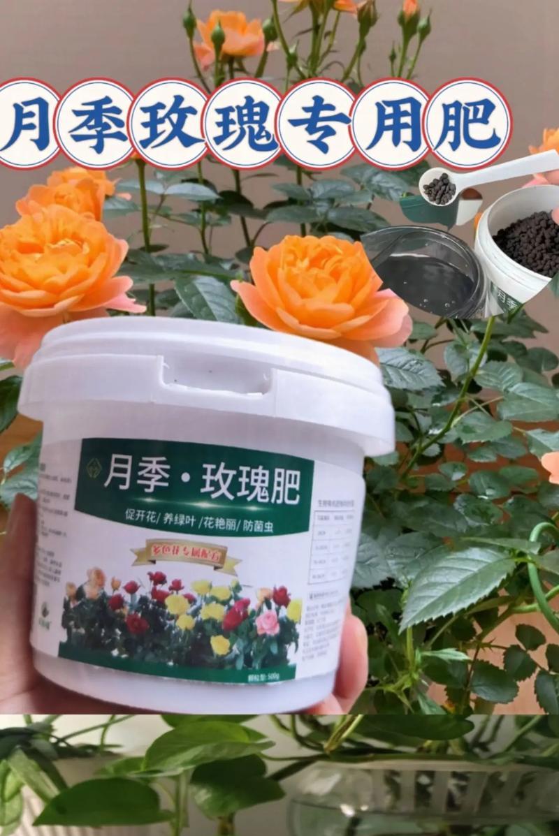 玫瑰花土壤需要什么肥料？哪种肥料最适合家用？
