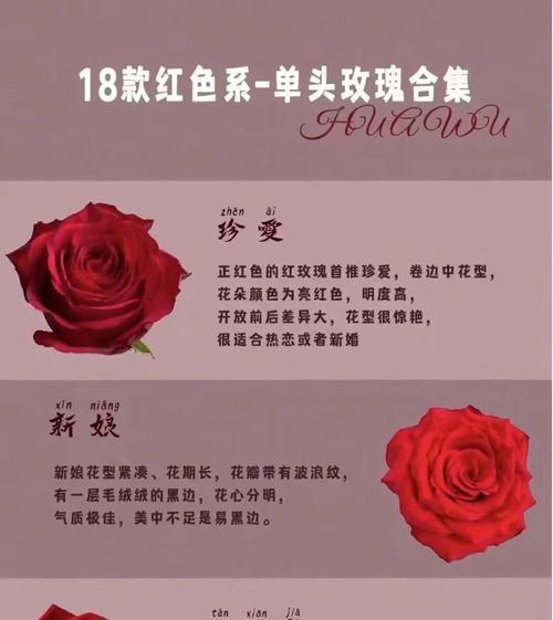 单支玫瑰花通常有多少片花瓣？花瓣数量对花语有影响吗？