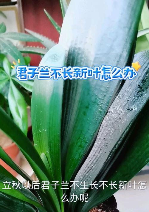 君子兰茎叶干枯是什么原因？如何预防和处理？