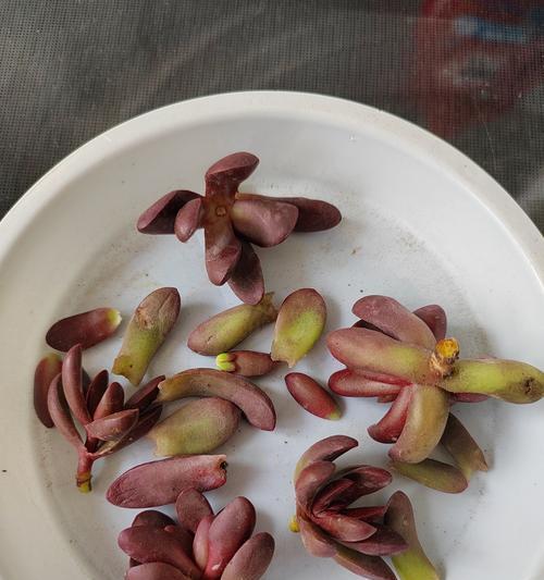 仙人球花苞雨天的处理方法是什么？