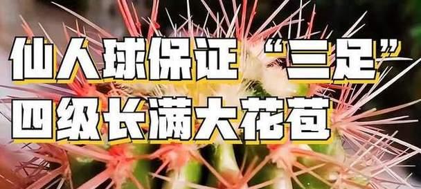 仙人球花苞雨天的处理方法是什么？