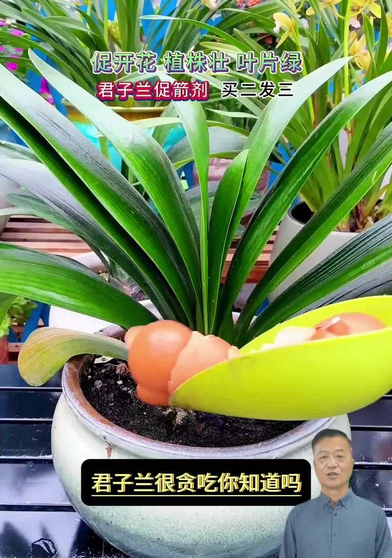君子兰旺盛生长所需的肥料是什么？