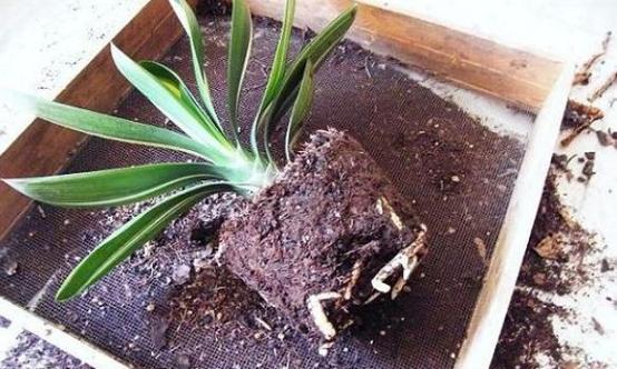 君子兰旺盛生长所需的肥料是什么？