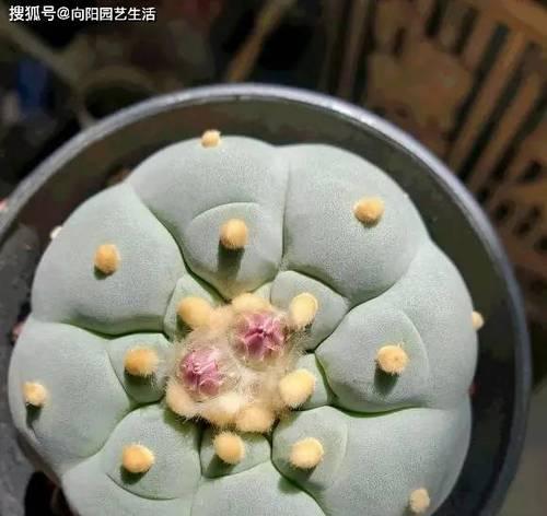 啤酒鱼仙人球的养殖方法是什么？