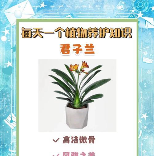 君子兰叶子上喷水有什么讲究？喷什么水对君子兰生长更有利？