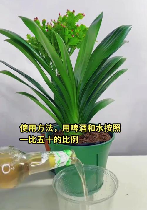 君子兰叶子上喷水有什么讲究？喷什么水对君子兰生长更有利？