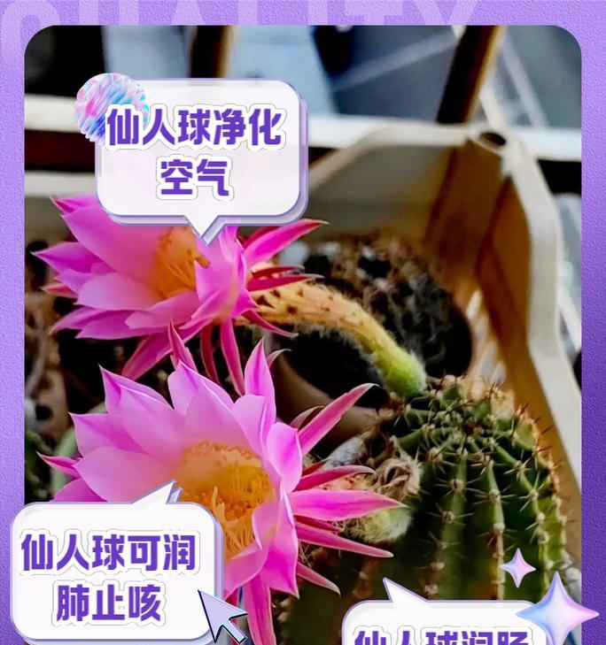 仙人球摄影与人像摄影的区别在哪里？