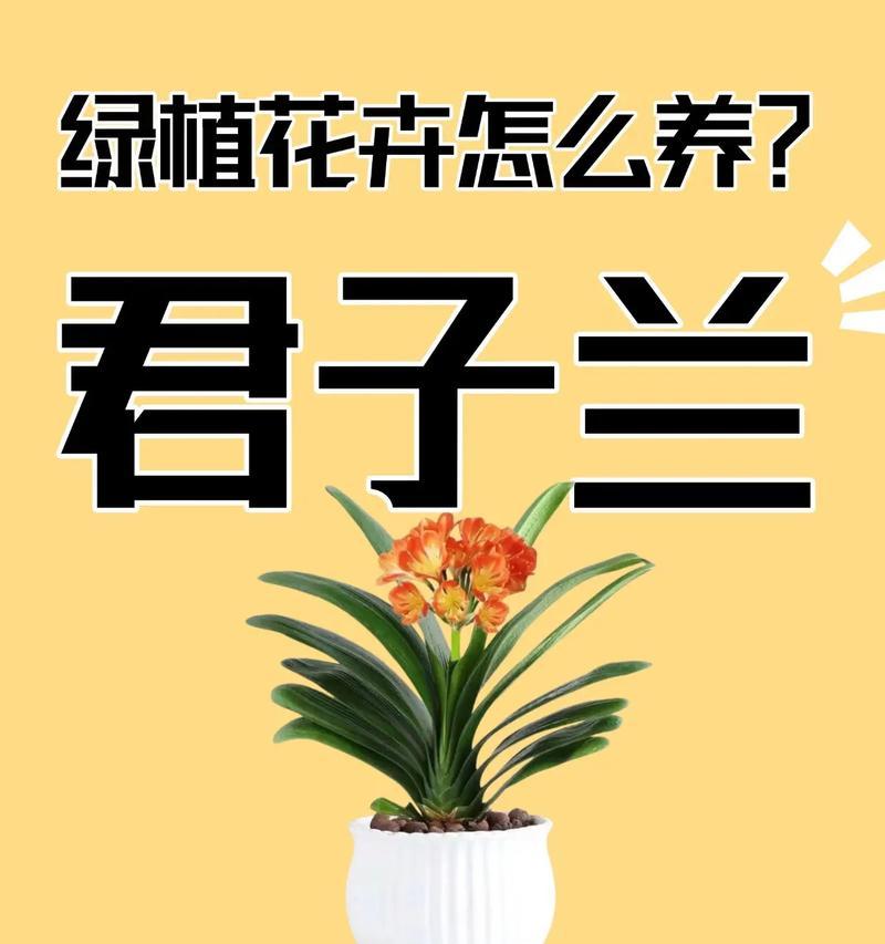 一盆多头君子兰的养护技巧是什么？如何管理？