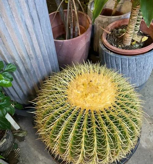 彩色金虎仙人掌养护要点？如何养好彩色金虎？