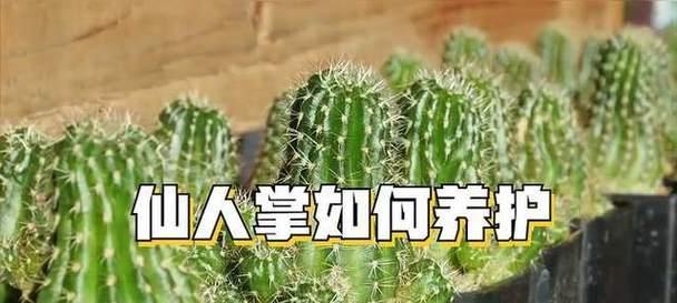 猴养仙人掌是否合适？正确的养护方法是什么？
