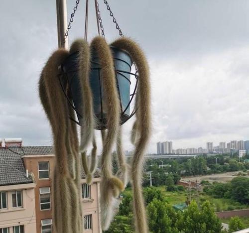 猴养仙人掌是否合适？正确的养护方法是什么？