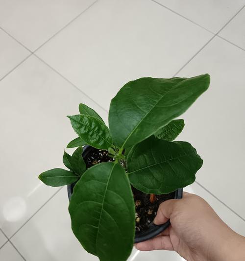猴养仙人掌是否合适？正确的养护方法是什么？