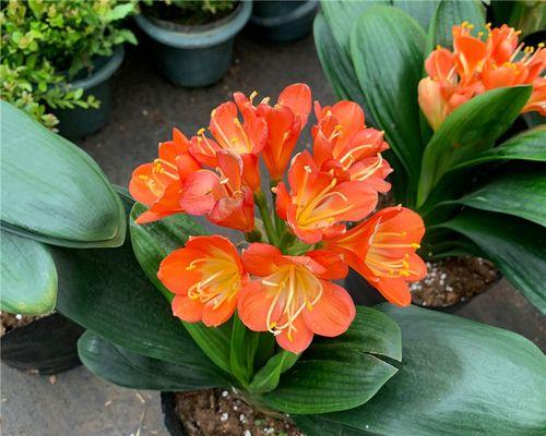 君子兰带花苞时如何种植以促进开花？