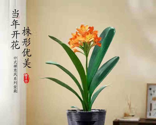 君子兰带花苞时如何种植以促进开花？