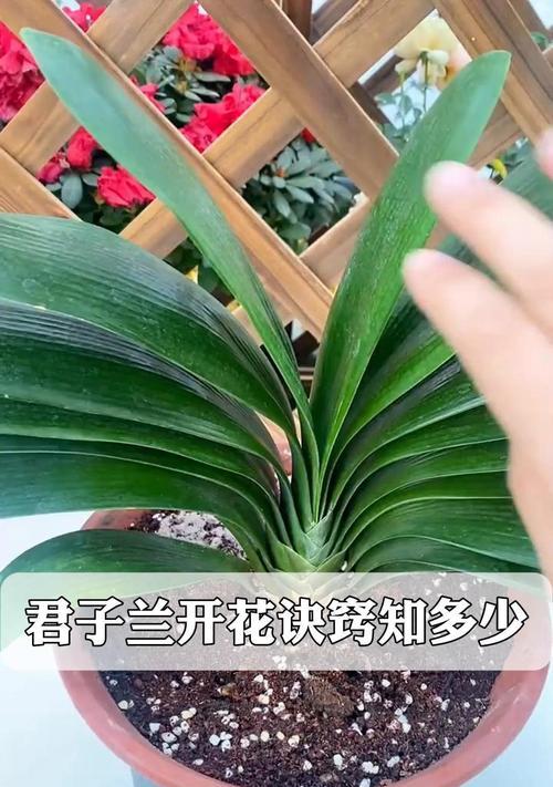 君子兰带花苞时如何种植以促进开花？