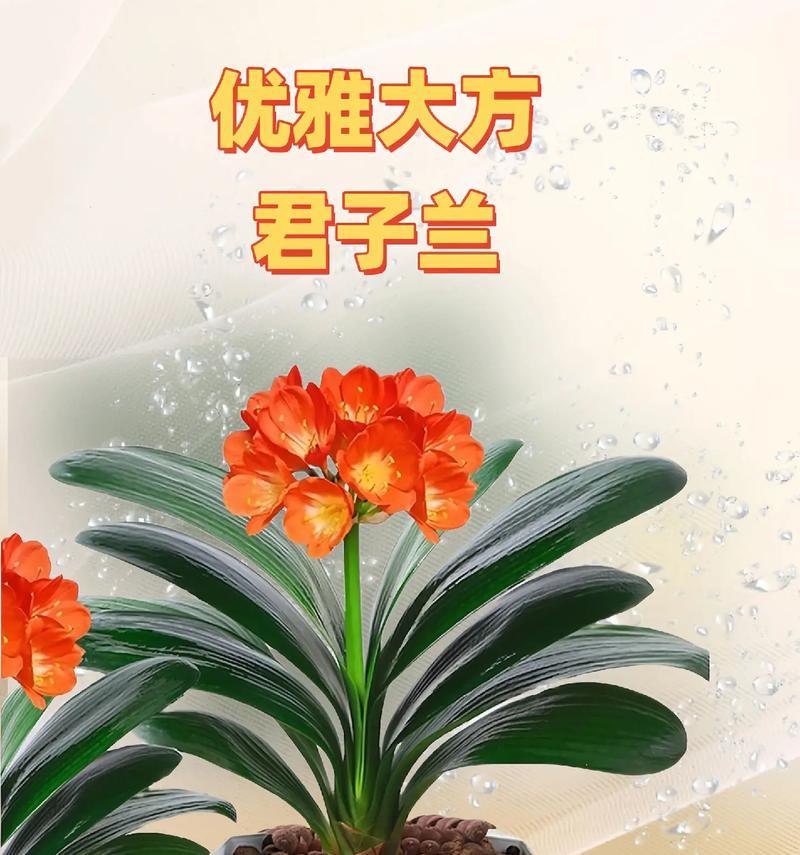 君子兰是否需要透气盆？透气盆的养护技巧有哪些？
