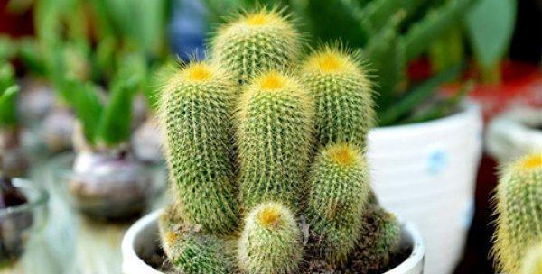 仙人球能用小盆种吗怎么养？小盆种植仙人球的注意事项是什么？