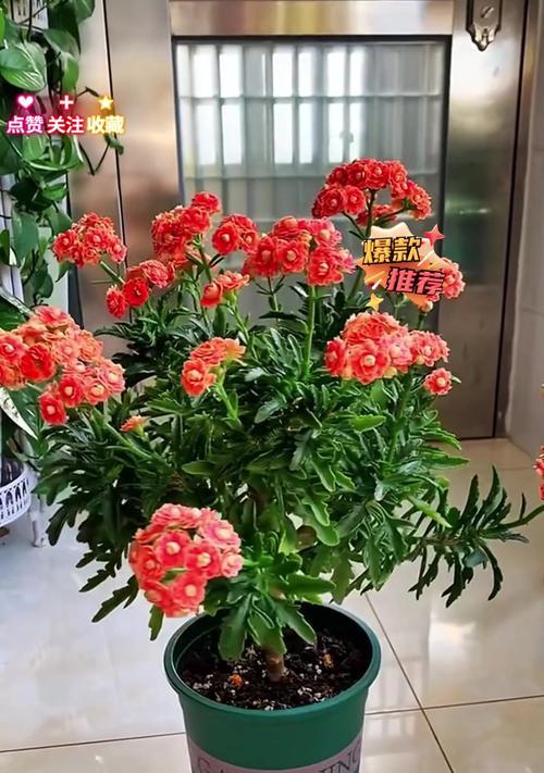 大花盆君子兰不开花原因是什么？如何解决？
