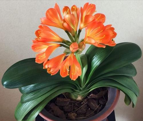 君子兰开花后多久能再次开花？开花的条件是什么？