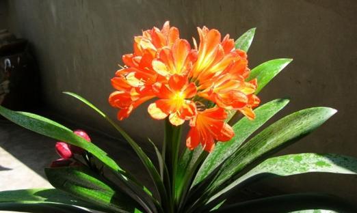 君子兰开花后多久能再次开花？开花的条件是什么？