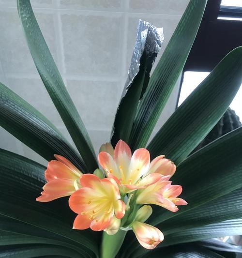 君子兰开花后多久能再次开花？开花的条件是什么？