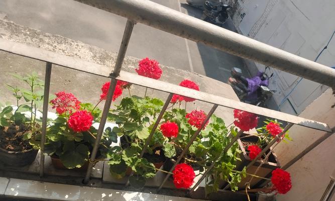 仙人掌圆球花养护管理需要注意什么？
