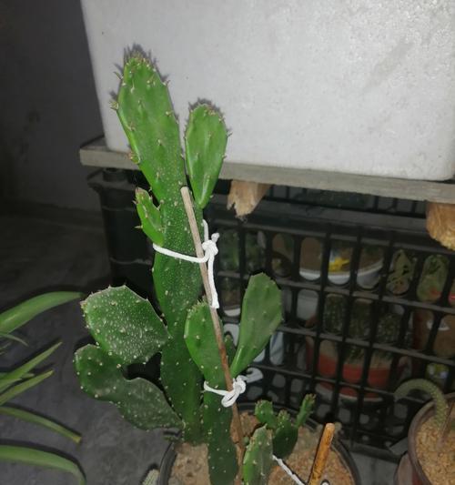 仙人掌圆球花养护管理需要注意什么？