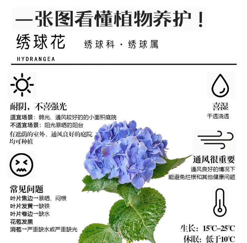仙人掌圆球花养护管理需要注意什么？