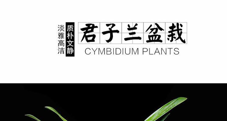 君子兰金边大苗的正确养护技巧？