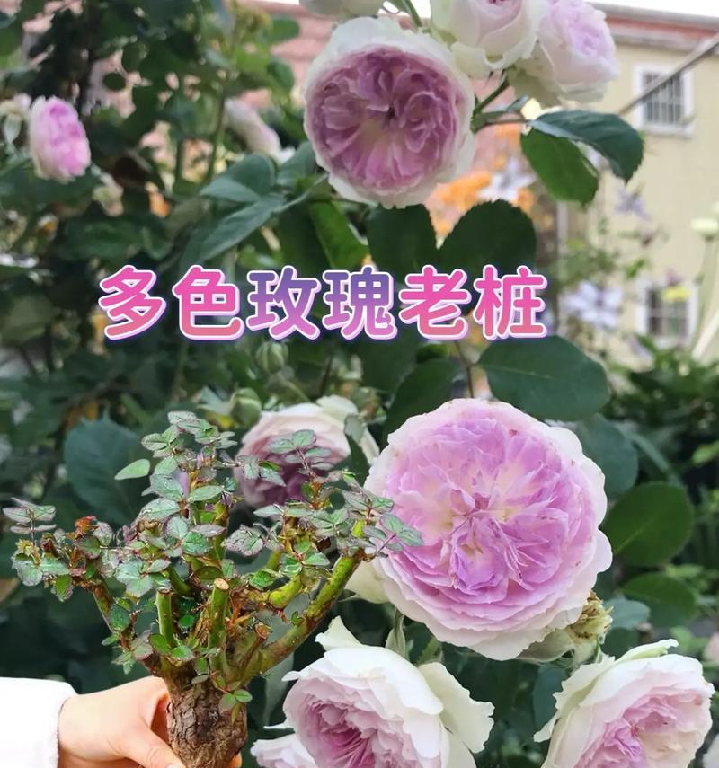 哪些玫瑰花品种适合煮食？