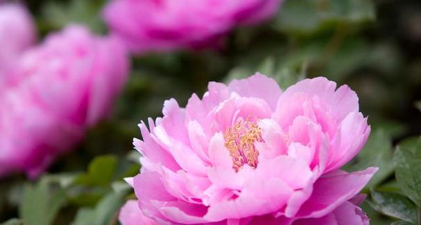 牡丹花通常何时开花？最佳观赏季节是什么时候？