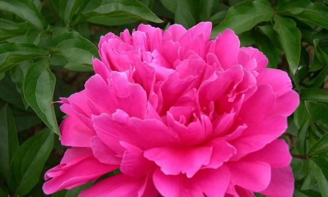 牡丹花通常何时开花？最佳观赏季节是什么时候？
