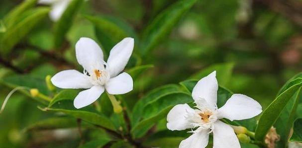 君子兰油茎夏花的养护要点是什么？如何促进夏花的健康生长？