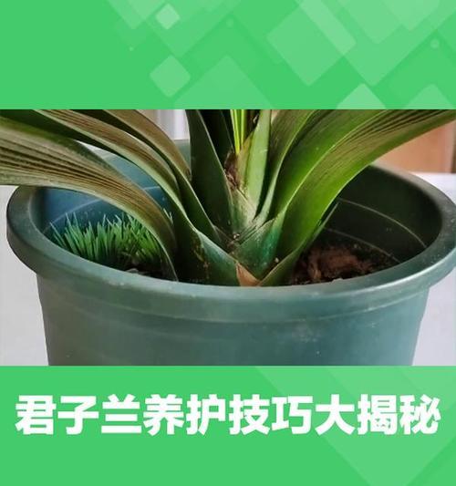 君子兰盆景盆栽的养护技巧有哪些？如何保持其美观？