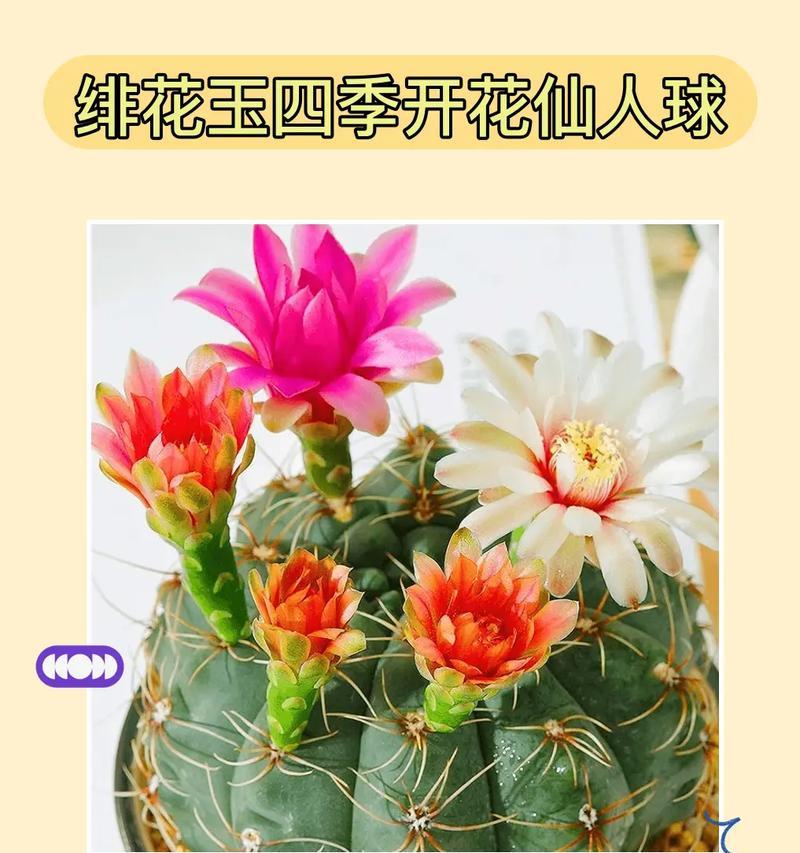 花卉仙人球的销售策略有哪些？如何定价和推广？