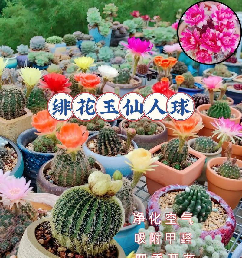 花卉仙人球的销售策略有哪些？如何定价和推广？