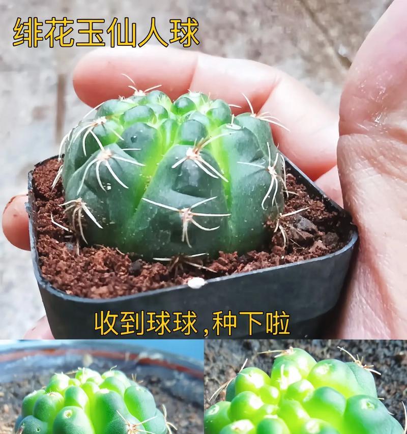 三色仙人球盆栽的养殖方法是什么？