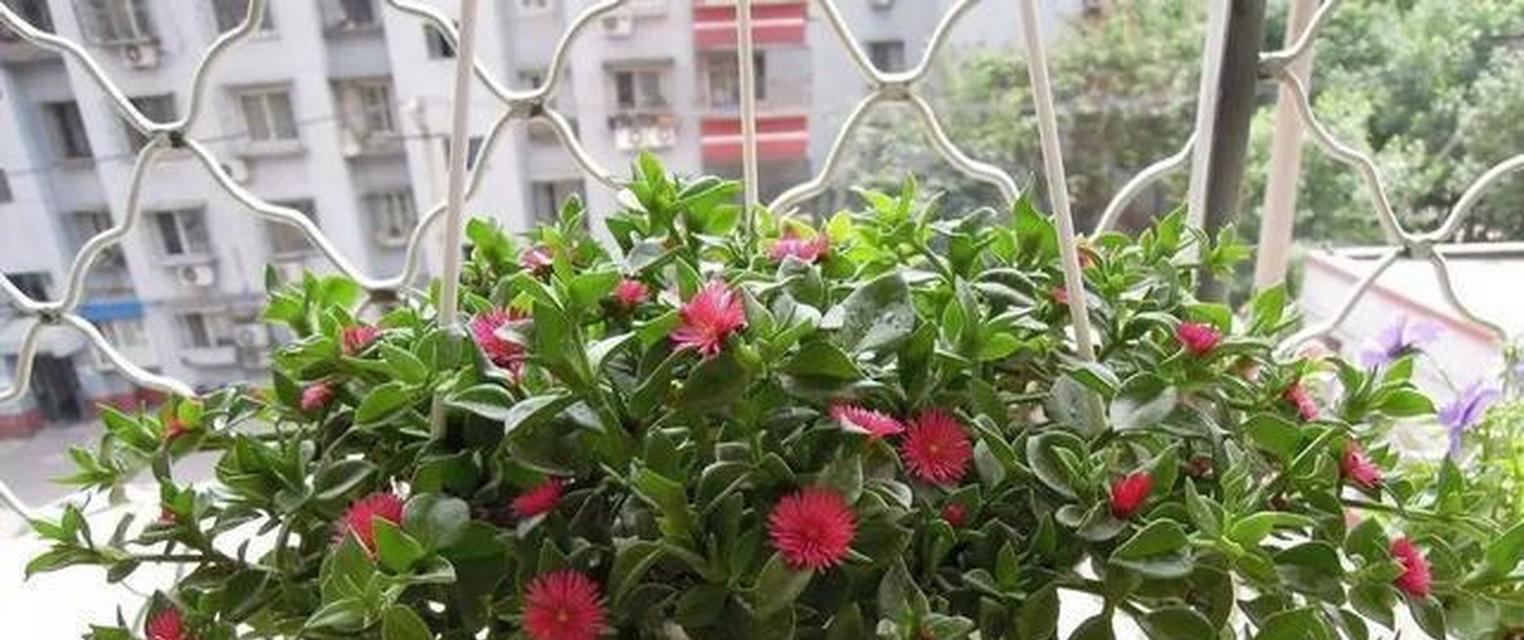 牡丹花期如何正确浇水？