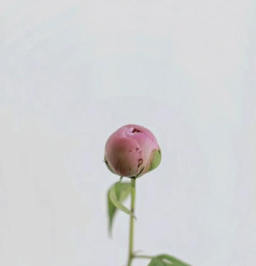芍药嫁接牡丹花的养护难度如何？正确的养护步骤是什么？
