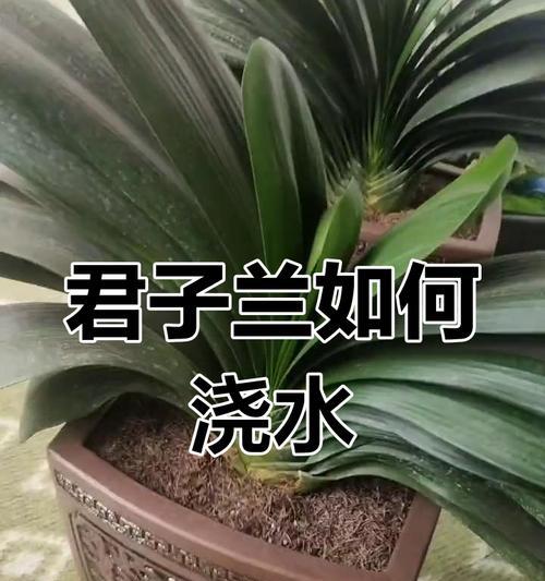 君子兰新买回来的浇水方法是什么？