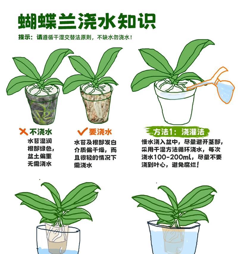 君子兰新买回来的浇水方法是什么？