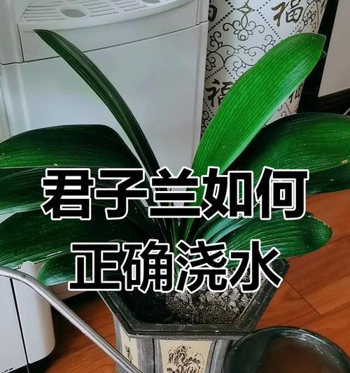 君子兰新买回来的浇水方法是什么？