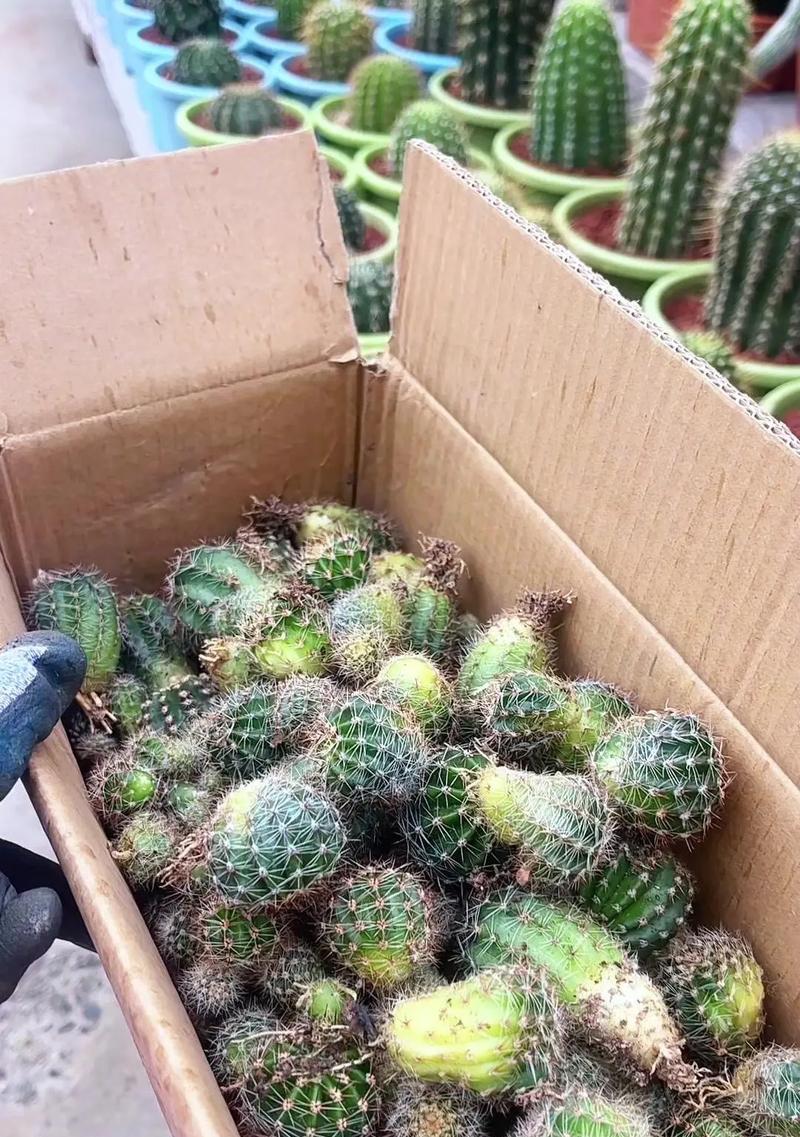 仙人球飞蝶不开花的原因是什么？如何促进开花？