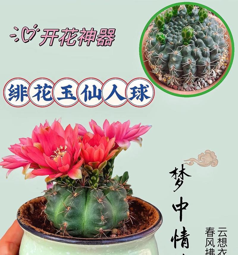 仙人球飞蝶不开花的原因是什么？如何促进开花？
