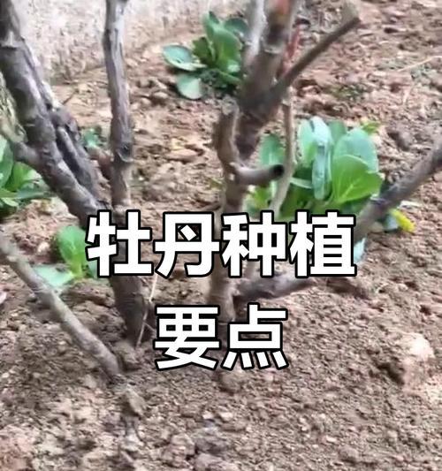 牡丹花如何养护才能更健康？
