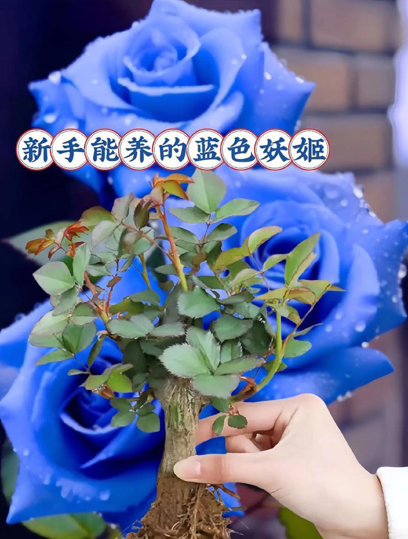 哪些植物与玫瑰花搭配最佳？如何选择合适的配花植物？