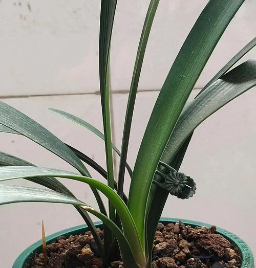 四季君子兰新买回来的种植方法是什么？